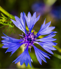 Chrpa modrá - Centaurea cyanus - osivo chrpy - 30 ks