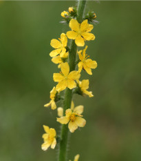 Řepík lékařský - Agrimonia eupatoria - osivo řepíku - 20 ks