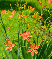 Angínovník čínský - Iris domestica - osivo angínovníku - 5 ks