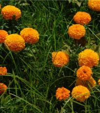 Aksamitník vzpřímený obrovský Sunset - Tagetes erecta - osivo aksamitníku - 0,3 g