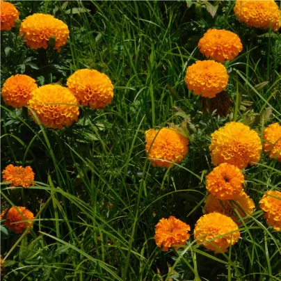 Aksamitník vzpřímený obrovský Sunset - Tagetes erecta - osivo aksamitníku - 0,3 g