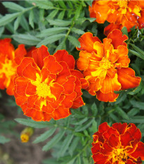 Aksamitník rozkladitý Bolero - Tagetes patula nana - osivo aksamitníku - 0,3 g