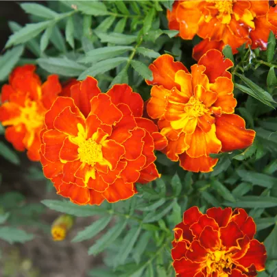 Aksamitník rozkladitý Bolero - Tagetes patula nana - osivo aksamitníku - 0,3 g