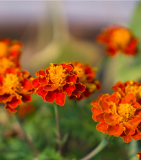 Aksamitník rozkladitý Orange flame - Tagetes patula nana - osivo aksamitníku - 0,3 g