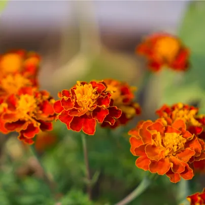 Aksamitník rozkladitý Orange flame - Tagetes patula nana - osivo aksamitníku - 0,3 g