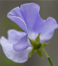 Hrachor pnoucí královský modrý - Lathyrus odoratus - osivo hrachoru - 20 ks