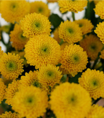 Aksamitník vzpřímený nízký Cupido - Tagetes erecta nana - osivo aksamitníku - 0,3 g