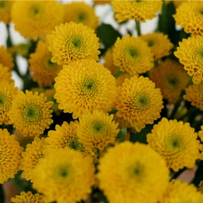 Aksamitník vzpřímený nízký Cupido - Tagetes erecta nana - osivo aksamitníku - 0,3 g