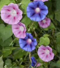 Povíjnice nachová směs barev - Ipomoea purpurea - osivo povíjnice - 25 ks