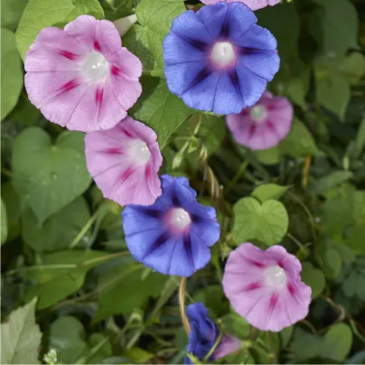 Povíjnice nachová směs barev - Ipomoea purpurea - osivo povíjnice - 25 ks