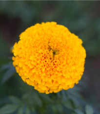 Aksamitník vzpřímený nízký Golden Age - Tagetes erecta nana - osivo aksamitníku - 0,3 g