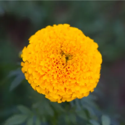 Aksamitník vzpřímený nízký Golden Age - Tagetes erecta nana - osivo aksamitníku - 0,3 g