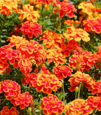 Aksamitník rozkladitý Carmen - Tagetes patula nana - osivo aksamitníku - 0,3 g