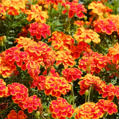 Aksamitník rozkladitý Carmen - Tagetes patula nana - osivo aksamitníku - 0,3 g