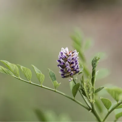 Lékořice lysá - Glycyrrhiza glabra - osivo lékořice - 4 ks