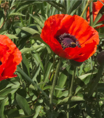 Mák východní Scharlach - Papaver orientale - osivo máku - 400 ks