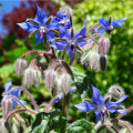 Brutnák modrý - Borago officinalis - osivo brutnáku - 20 ks