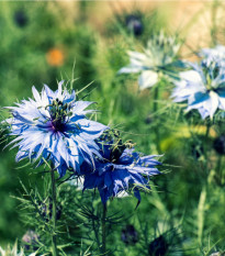 Černucha modrá damašská - Nigella Damascena - osivo černuchy - 200 ks