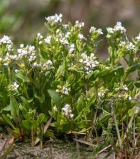 Lžičník lékařský - Cochleria officinalis - osivo lžičníku - 20 ks