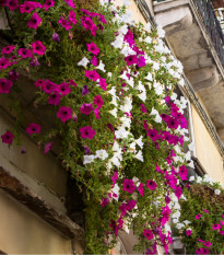 Petúnie velkokvětá převislá směs barev - Petunia hybrida pendula - osivo petúnie - 150ks