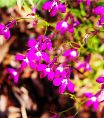 Lobelka převislá Color Cascade - Lobelia erinus pendula - osivo lobelky - 500 ks