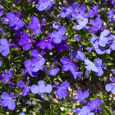 Lobelka převislá Color Cascade - Lobelia erinus pendula - osivo lobelky - 500 ks