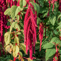 Laskavec ocasatý - Amaranthus caudatus - osivo laskavce - 300 ks