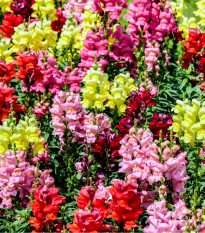 Hledík největší směs barev - Antirrhinum maximum - osivo hledíku - 400 ks