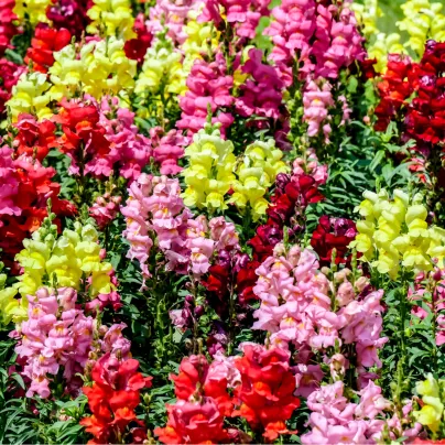 Hledík největší směs barev - Antirrhinum maximum - osivo hledíku - 400 ks