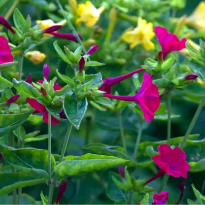 Nocenka jalapovitá směs barev - Mirabilis jalapa - osivo nocenky - 6 ks