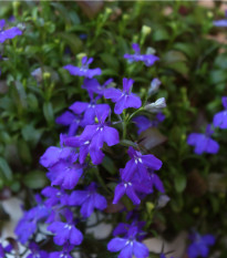 Lobelka drobná Kaiser - Lobelia erinus compacta - osivo lobelky - 1000 ks