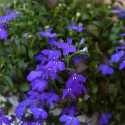 Lobelka drobná Kaiser - Lobelia erinus compacta - osivo lobelky - 1000 ks