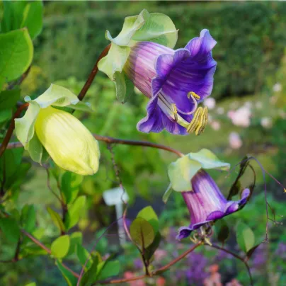 Vilec šplhavý modrý - Cobaea scandens - osivo vilce - 7 ks