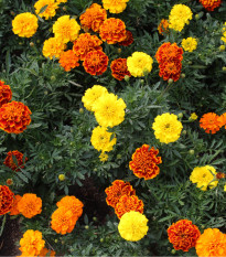 Aksamitník rozkladitý Primo - Tagetes patula - osivo aksamitníku - 0,3 g