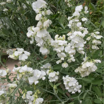 Hrachor pnoucí královský bílý - Lathyrus odoratus - osivo hrachoru - 20 ks