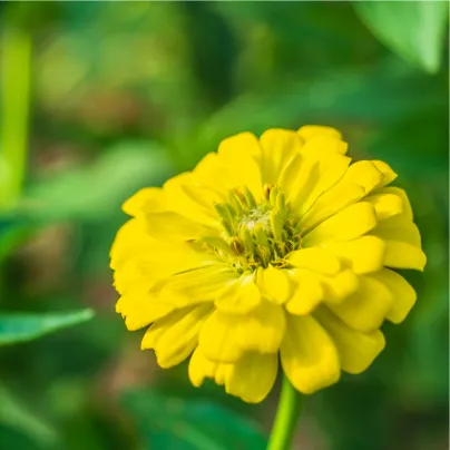 Ostálka jiřinkokvětá žlutá - Zinnia elegans - osivo ostálky - 50 ks