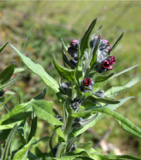 Užanka lékařská - Cynoglossum officinale - osivo užanky - 10 ks