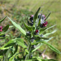 Užanka lékařská - Cynoglossum officinale - osivo užanky - 10 ks