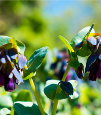 Voskovka větší Hoya - Cerinthe major purpurescens - osivo voskovky - 5 ks