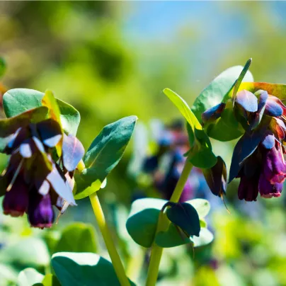 Voskovka větší Hoya - Cerinthe major purpurescens - osivo voskovky - 5 ks