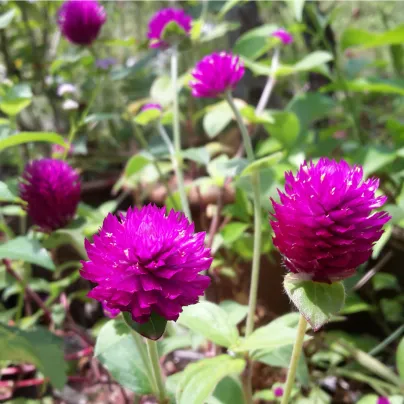 Pestrovka kulovitá fialová - Gomphrena globosa - osivo pestrovky - 25 ks