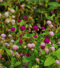 Pestrovka kulovitá směs barev - Gomphrena globosa - osivo pestrovky - 60 ks