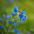 Pilát kapský - Anchusa capensis - osivo pilátu - 10 ks