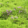 Huseník brvolistý Spring Charm - Arabis blepharophylla - osivo huseníku - 30 ks