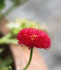 Sedmikráska červená pomponková - Bellis perennis - osivo sedmikrásky - 500 ks