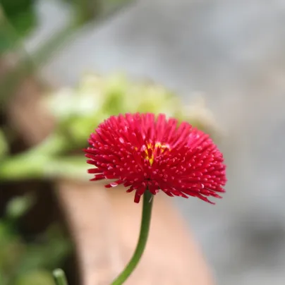 Sedmikráska červená pomponková - Bellis perennis - osivo sedmikrásky - 500 ks