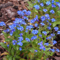 Pomněnka alpinská zakrslá - Myosotis alpestris - osivo pomněnky - 700 ks