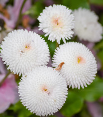 Sedmikráska bílá pomponková - Bellis perennis - osivo sedmikrásky - 0,1 g