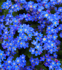 Pomněnka alpská temně modrá - Myosotis alpestris - osivo pomněnky - 130 ks