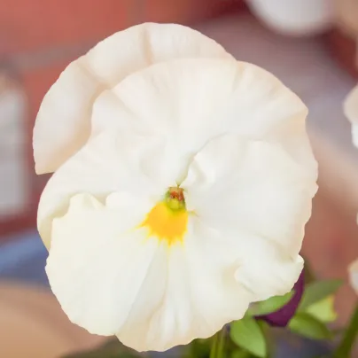 Maceška Schweizer Riesen Firnenschnee - Viola wittrockiana - osivo macešky - 200 ks